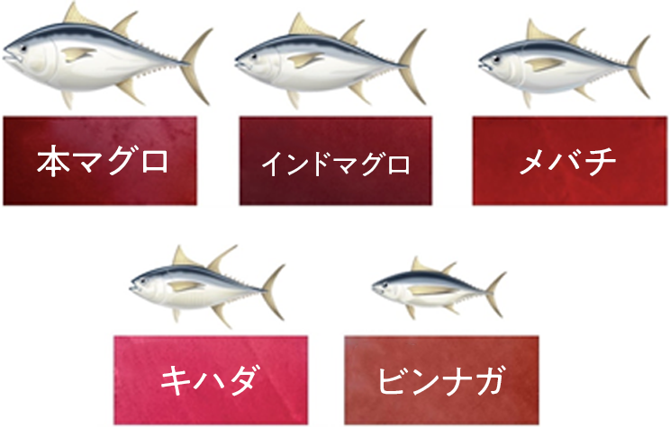 マグロの種類